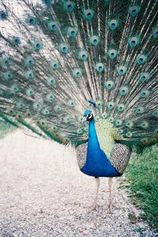 Lomography Color Negative 800 ISO 35mm single roll