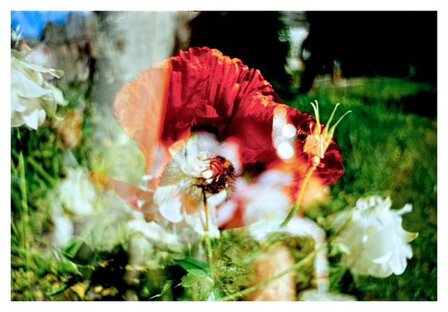 EXPIRED Kodak Ektar 100 135/36 film (Exp date 11/2010)
