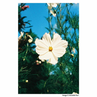 Harman Phoenix ISO 200 kleurenfilm 135/36exp (exp date 09/2025)