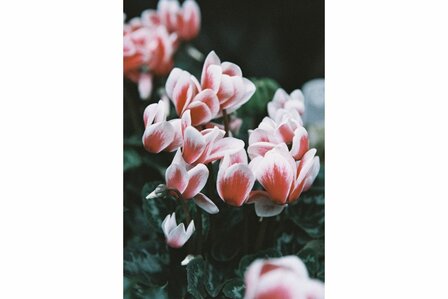 Lomochrome Color&#039;92 135/36exp film ISO 400 