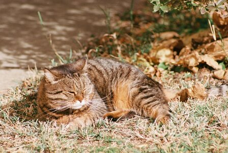 EXPIRED Hansa Hansacolor 100 super plus film 135/24 (Exp date 11/2000)