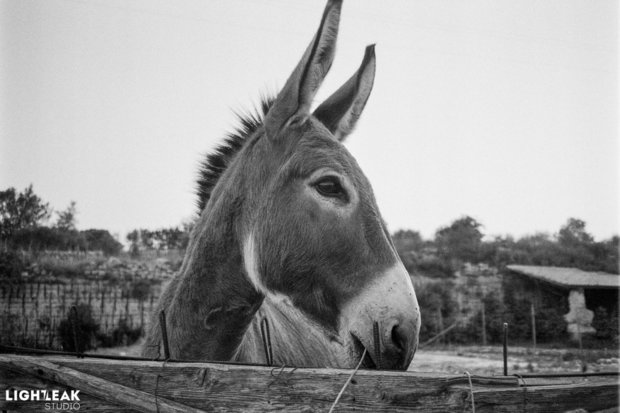 Nieuwe Kentmere PAN 400 135 -  36exp