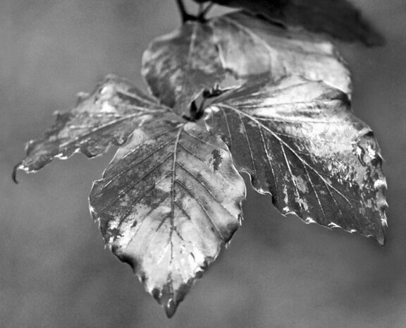 FOMA FOMAPAN ORTHO 400 135/36 Film