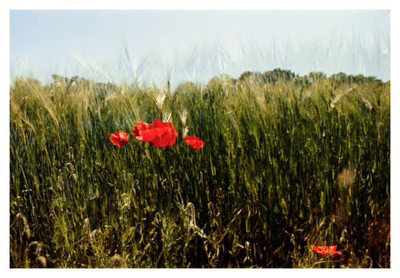 EXPIRED Kodak Ektar 100 135/36 film (Exp date 11/2010)