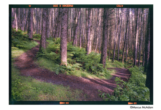 Nieuwe Harman Phoenix II ISO 200 kleurenfilm 135/36exp
