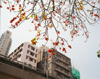 Lomography Kleurnegatief 120 ISO 400 1 rol