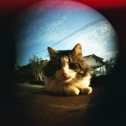 Lomography Kleurnegatief 120 ISO 400 1 rol